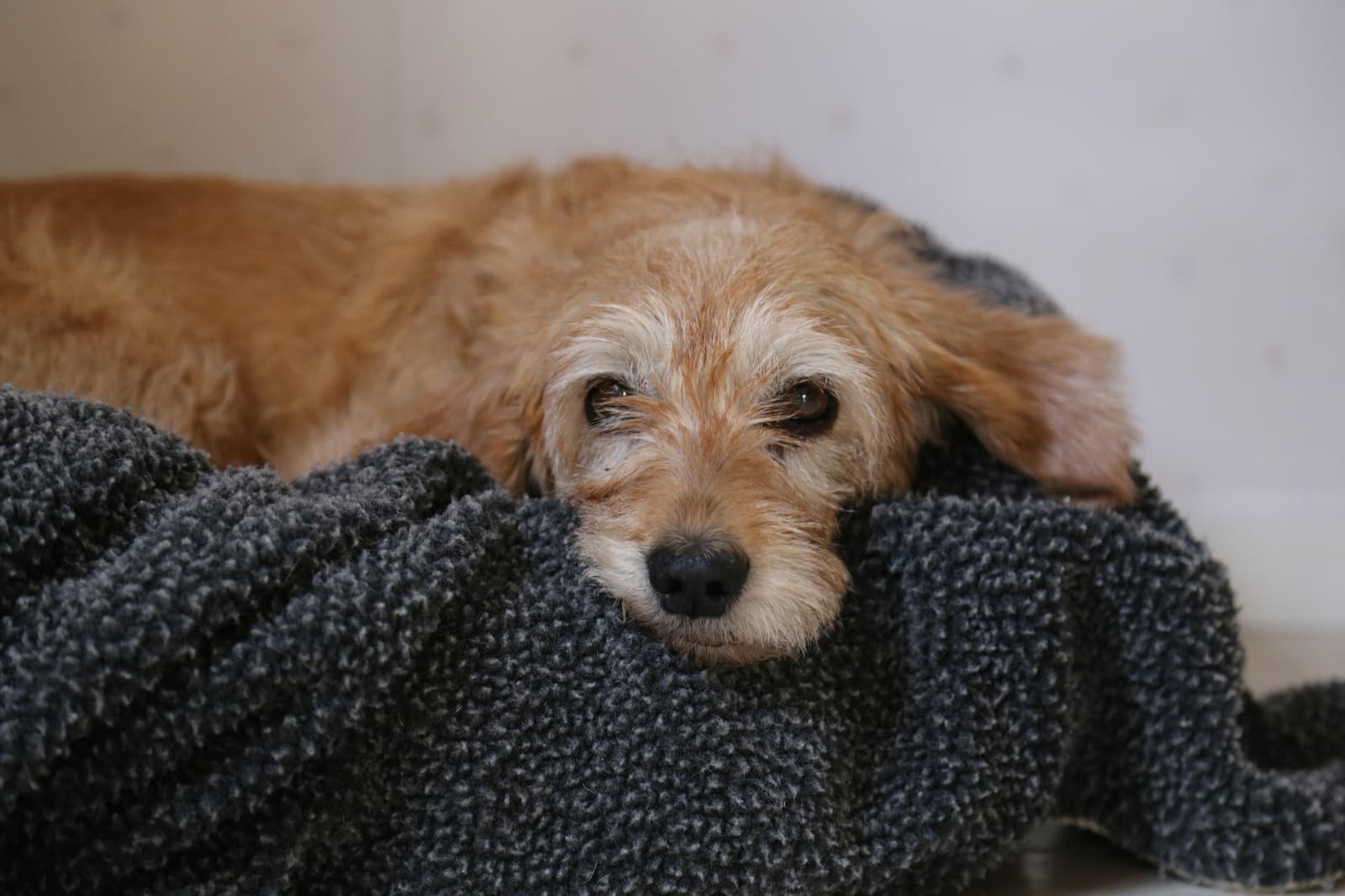 Symptom Guide: Acute vs. Chronic Pain in Dogs