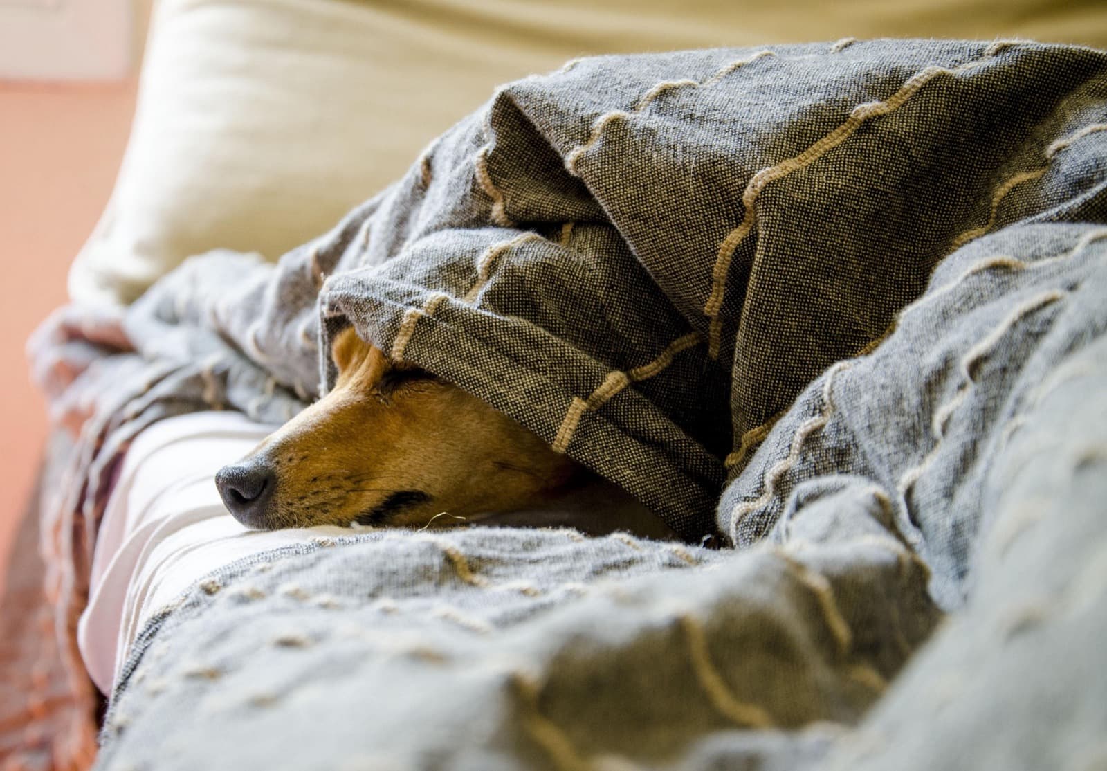 How to Gently Check Your Dog for Pain at Home