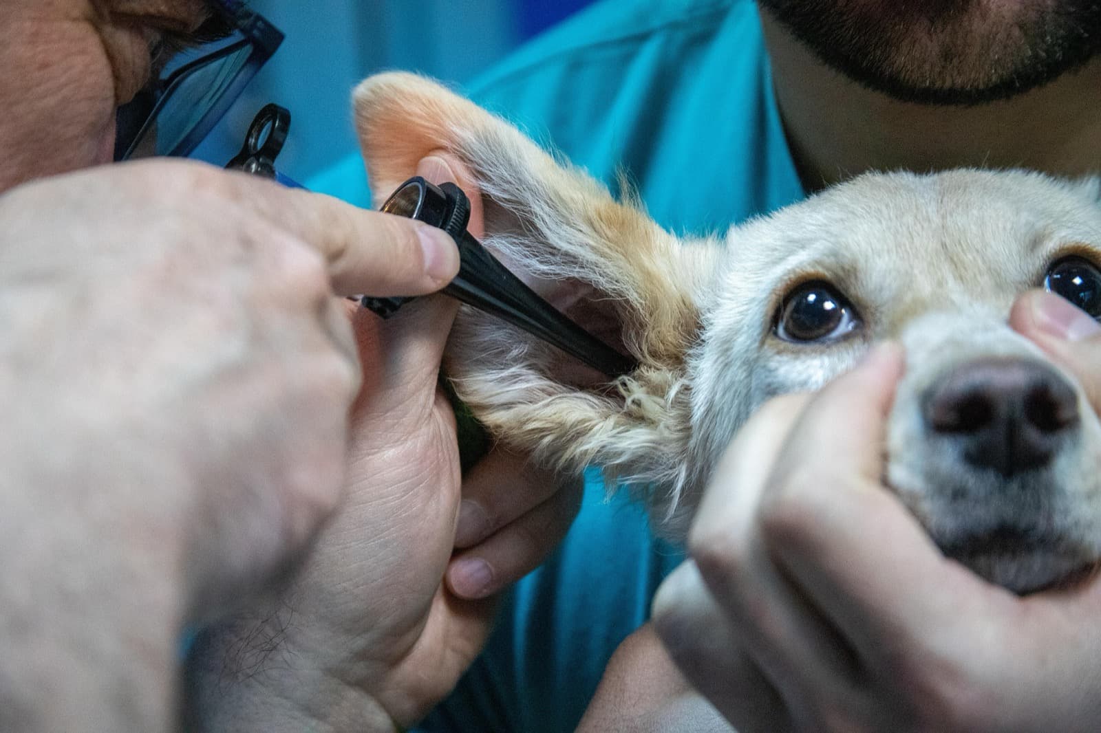 Symptom Guide: How to Spot a Dog Ear Infection Early