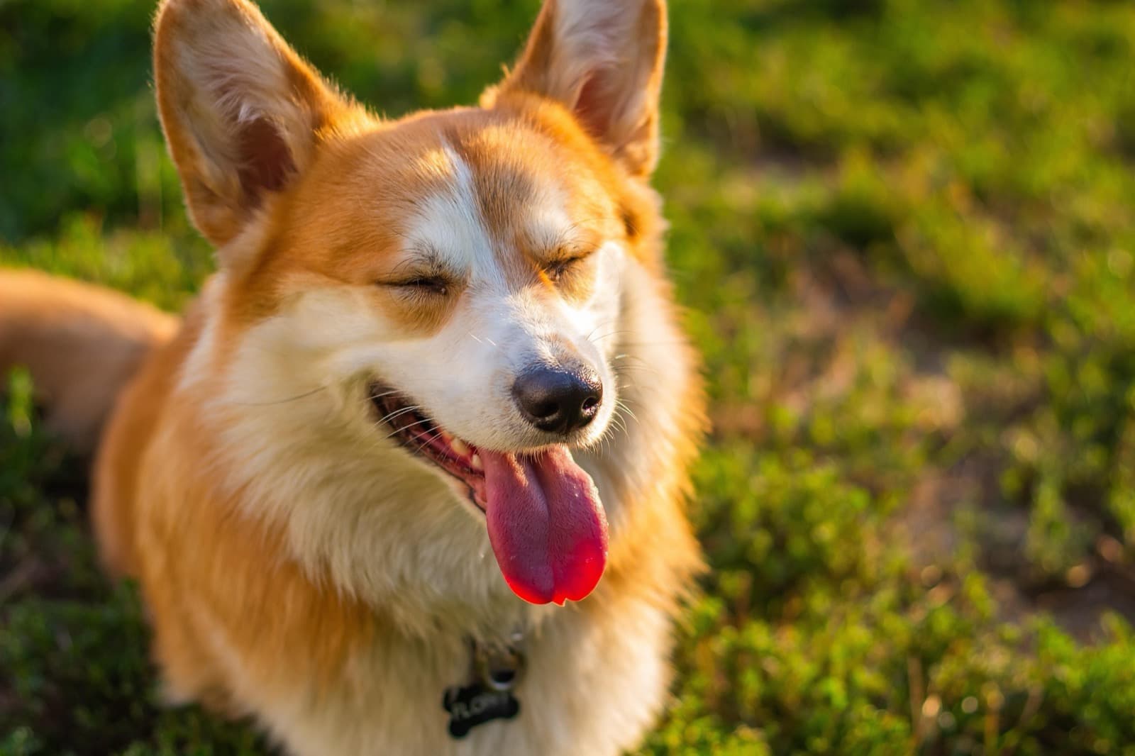 Your Dog's Gut Microbiome, Explained Simply