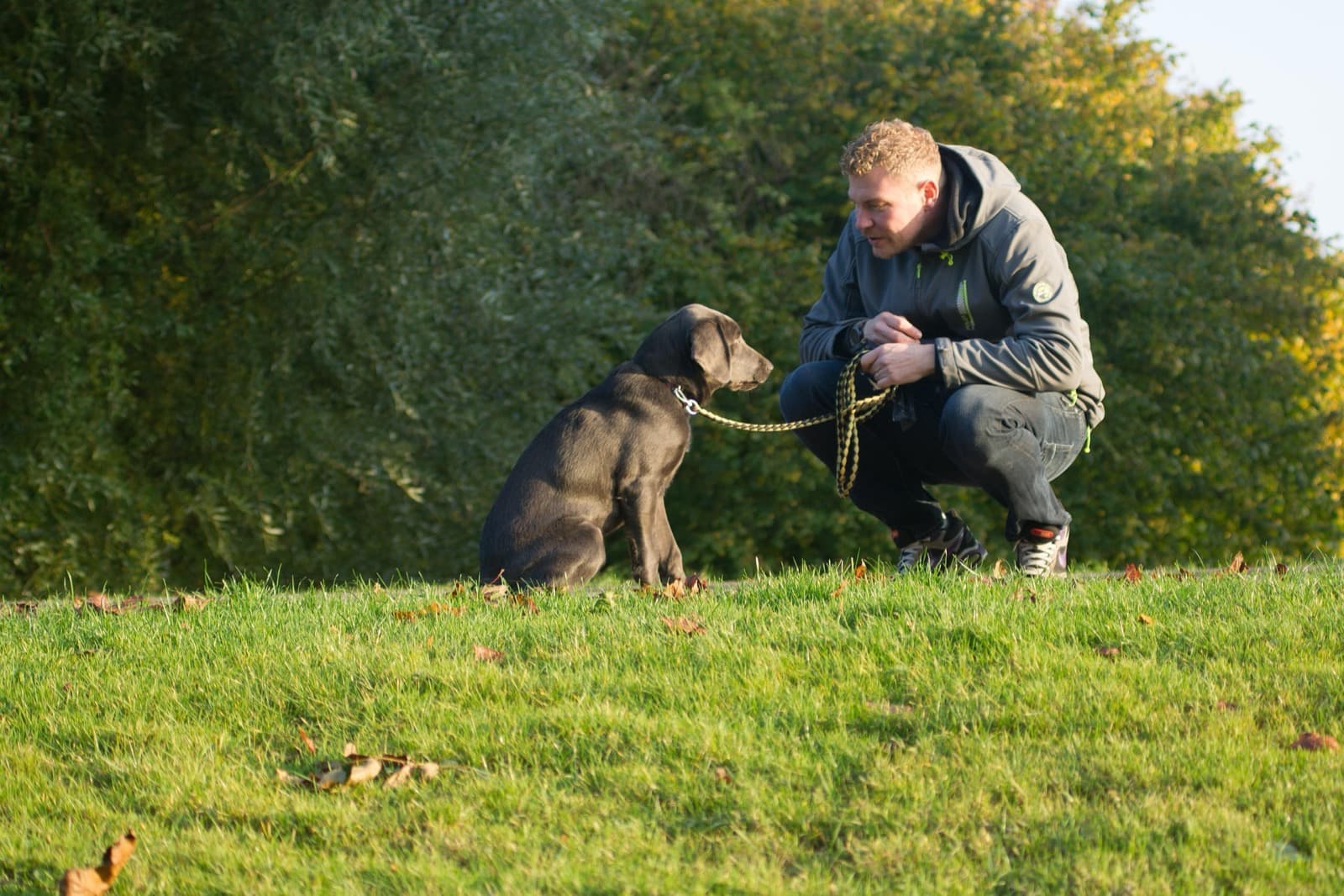 The Dog Stool Guide Nobody Wants to Need
