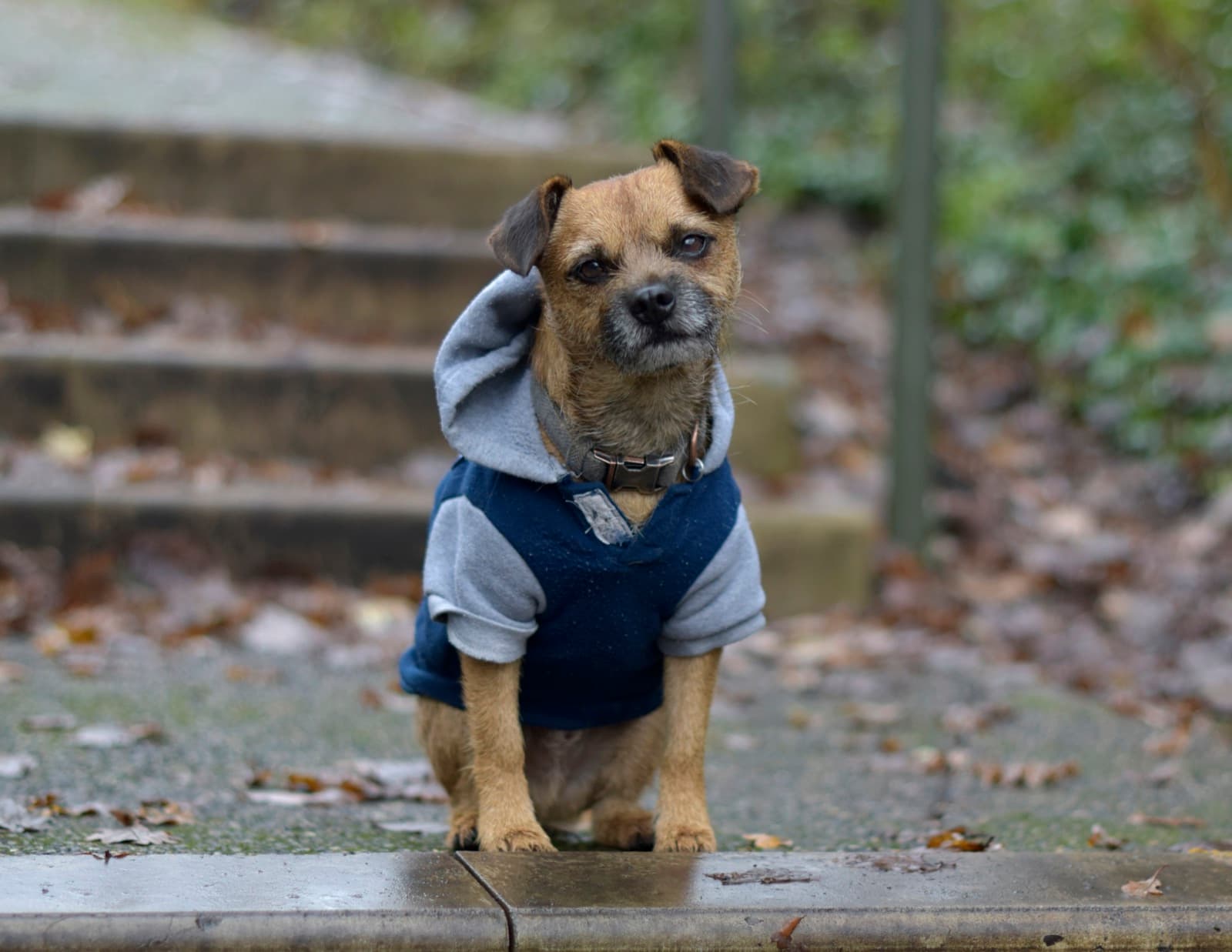 Symptom Guide: The Early Signs a Dog Is Losing Mobility
