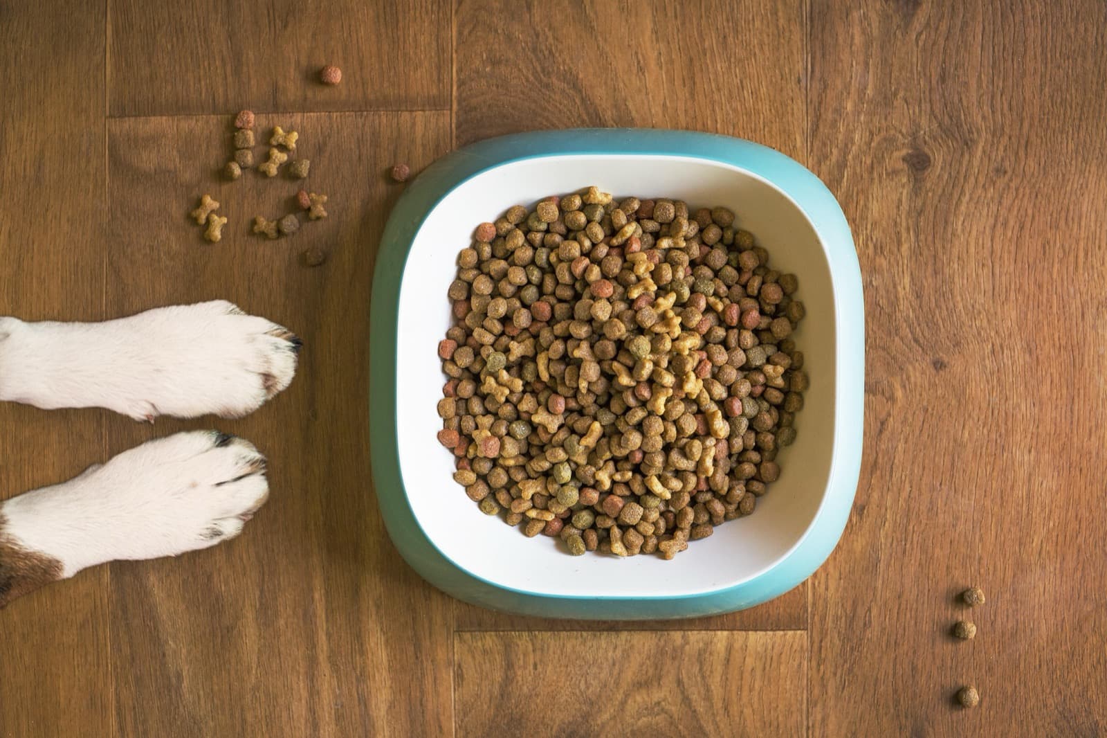 Myth Check: Is Grain-Free Actually Better for Dogs?
