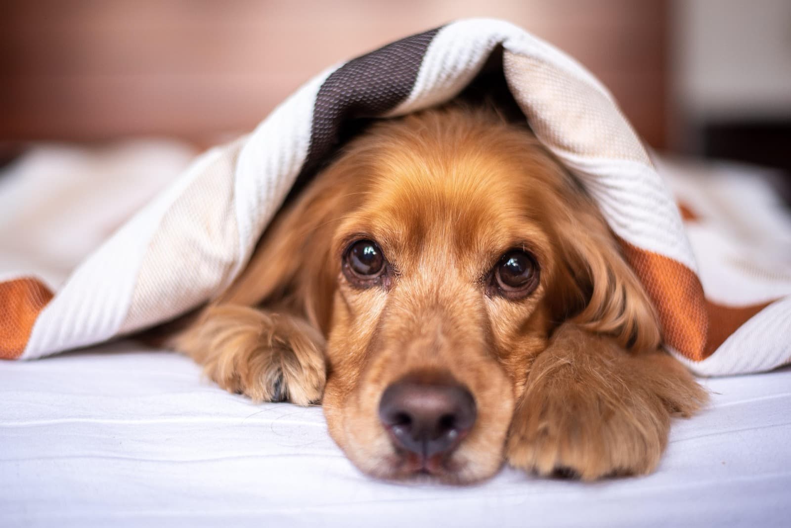 How to Set Up Your Home for a Stiff or Senior Dog