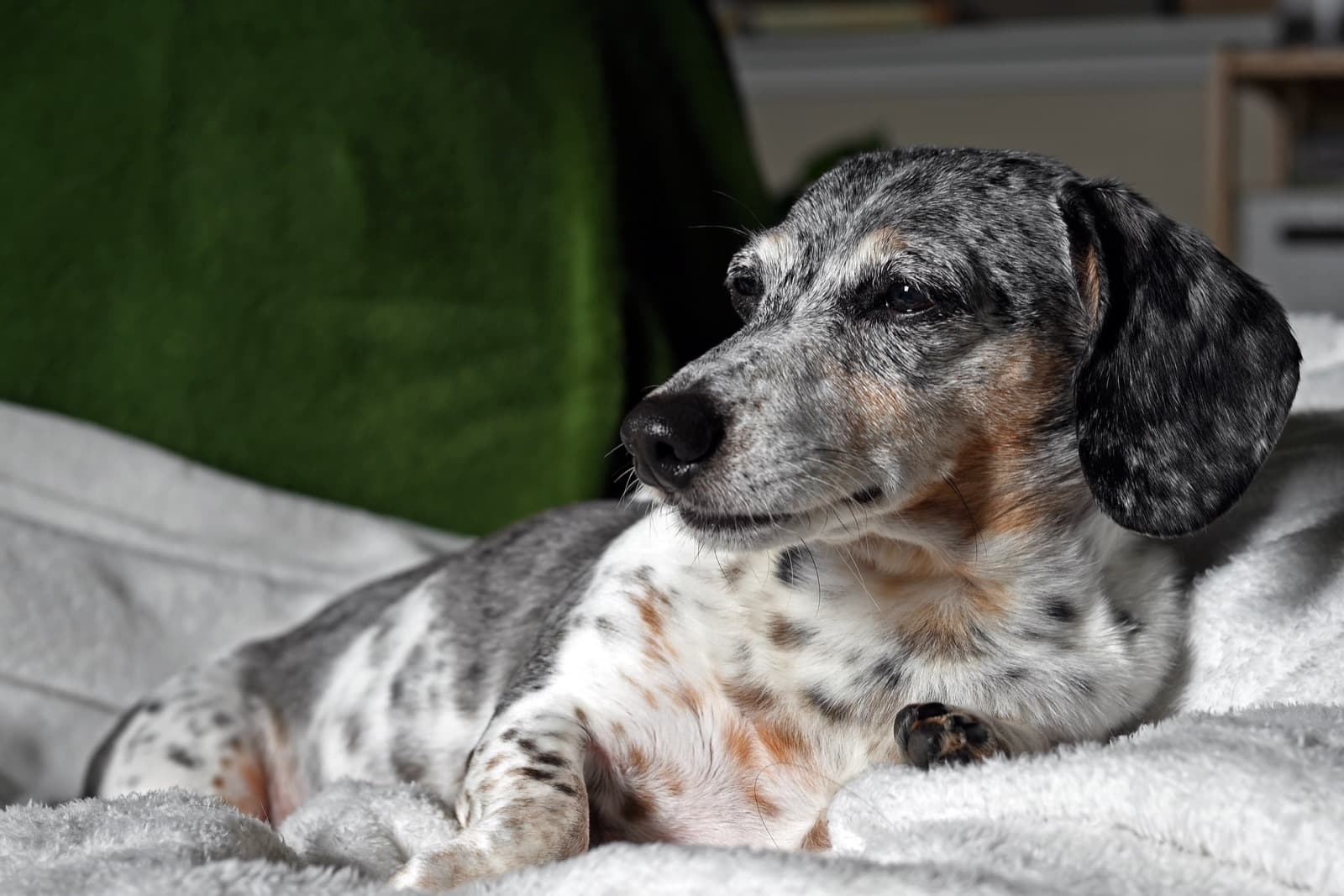 How Dog Joints Age — And Why It Starts Earlier Than You Think