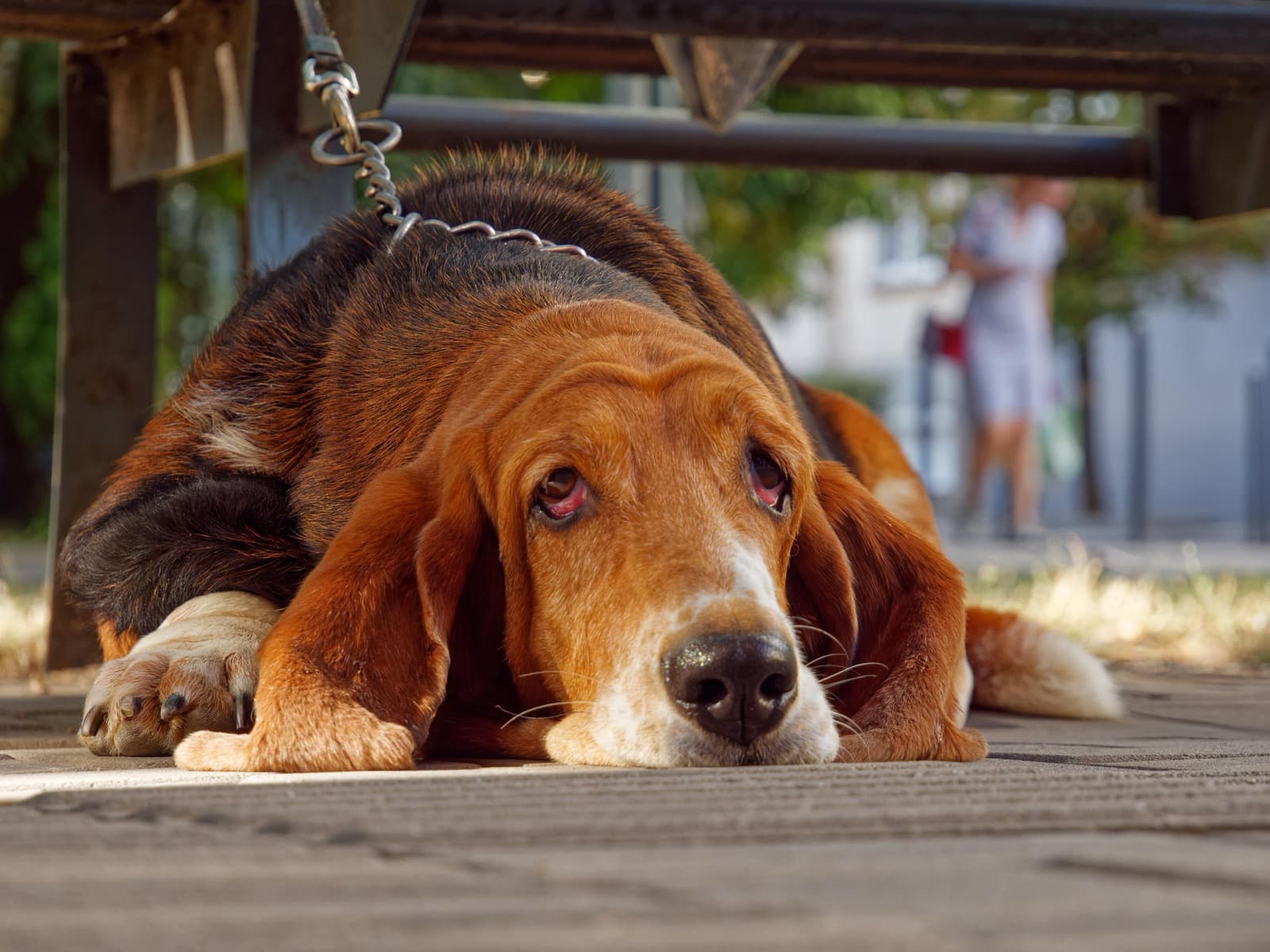Why Dogs Hide Pain — and How They Do It