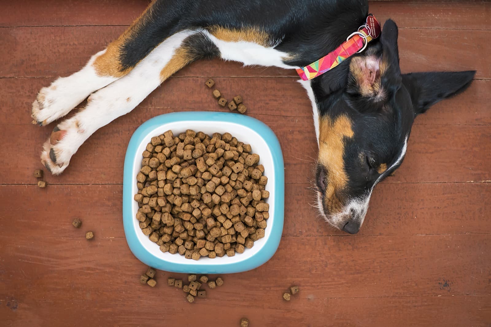 How to Actually Read a Dog Food Label