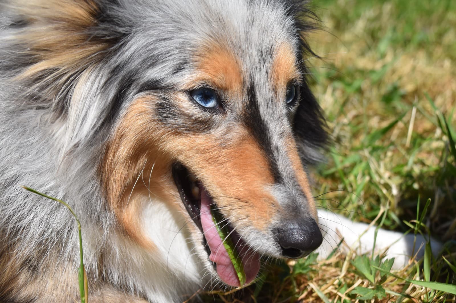Myth Check: Do Dogs Eat Grass Because They're Sick?