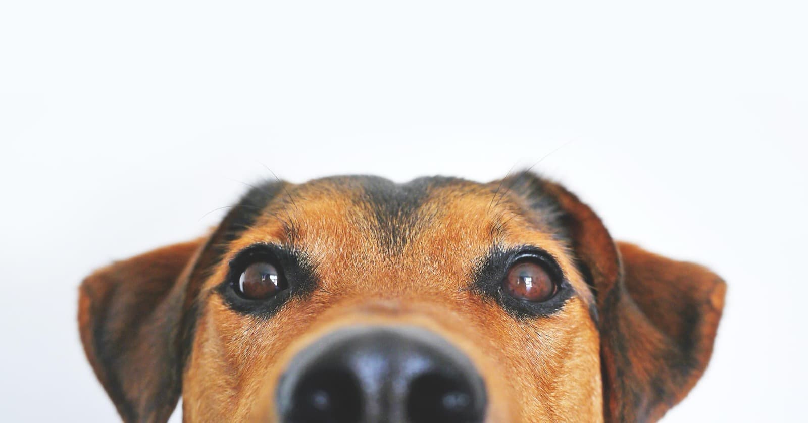 Myth Check: "A Little Human Painkiller Won't Hurt a Dog"
