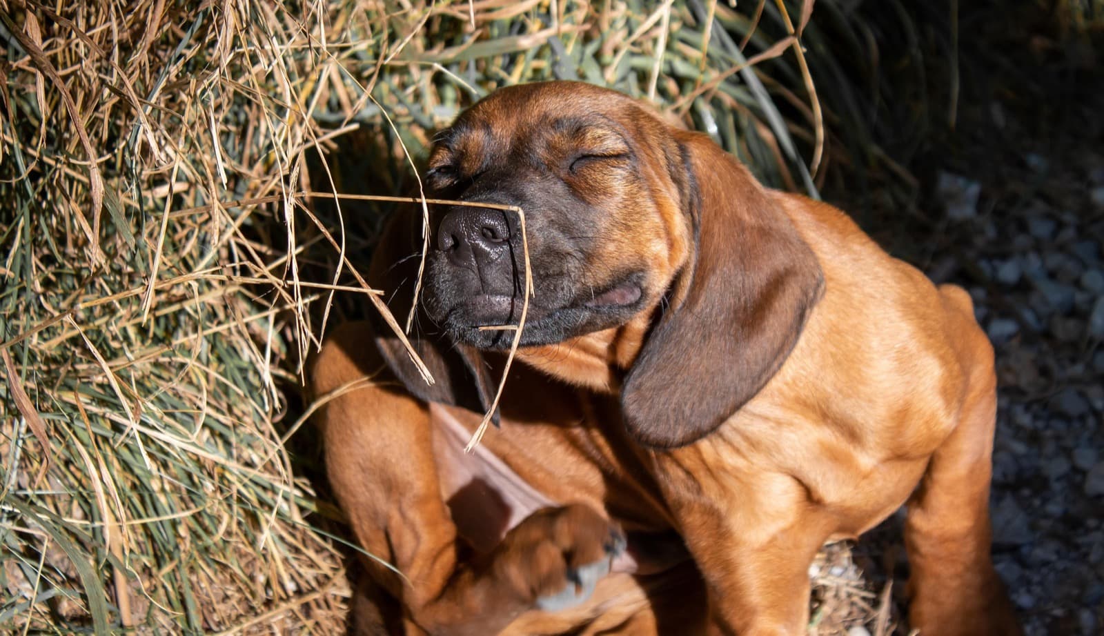 Myth Check: "If a Dog Itches, It's Allergies"