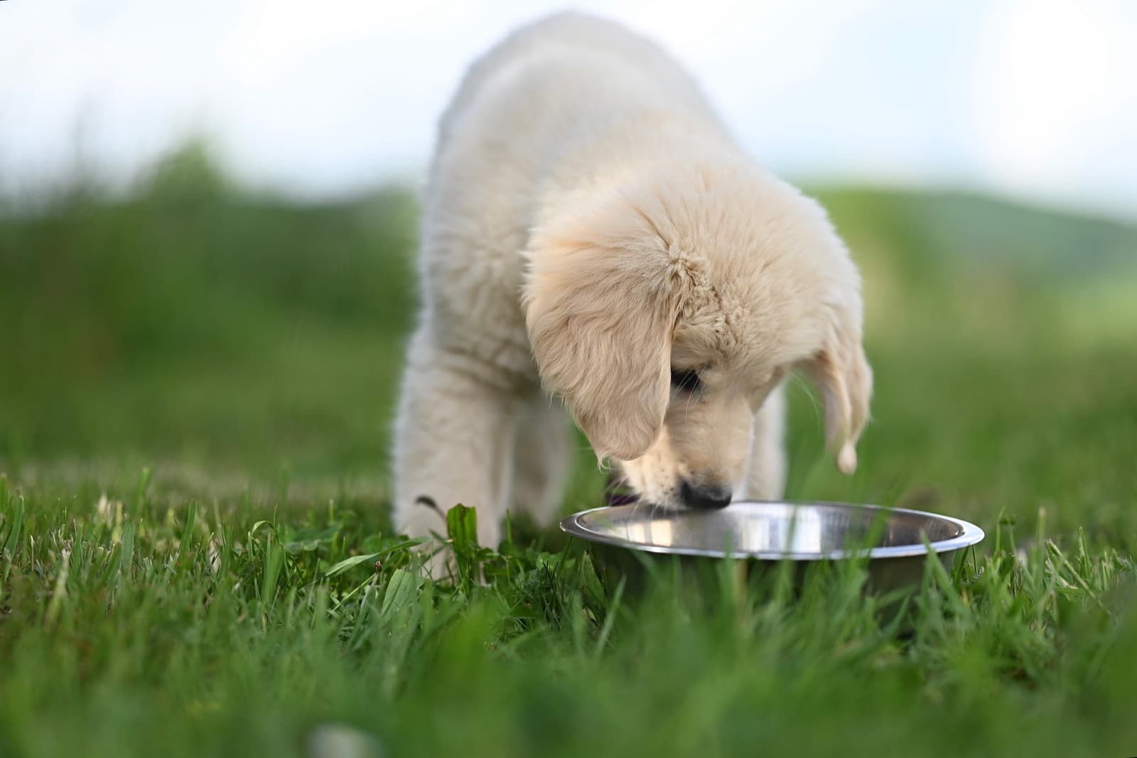 6 Signs Your Dog's Current Diet Isn't Working for Him