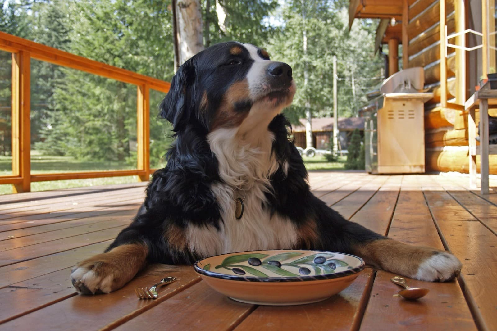 How to Switch Dog Foods Without Wrecking His Stomach