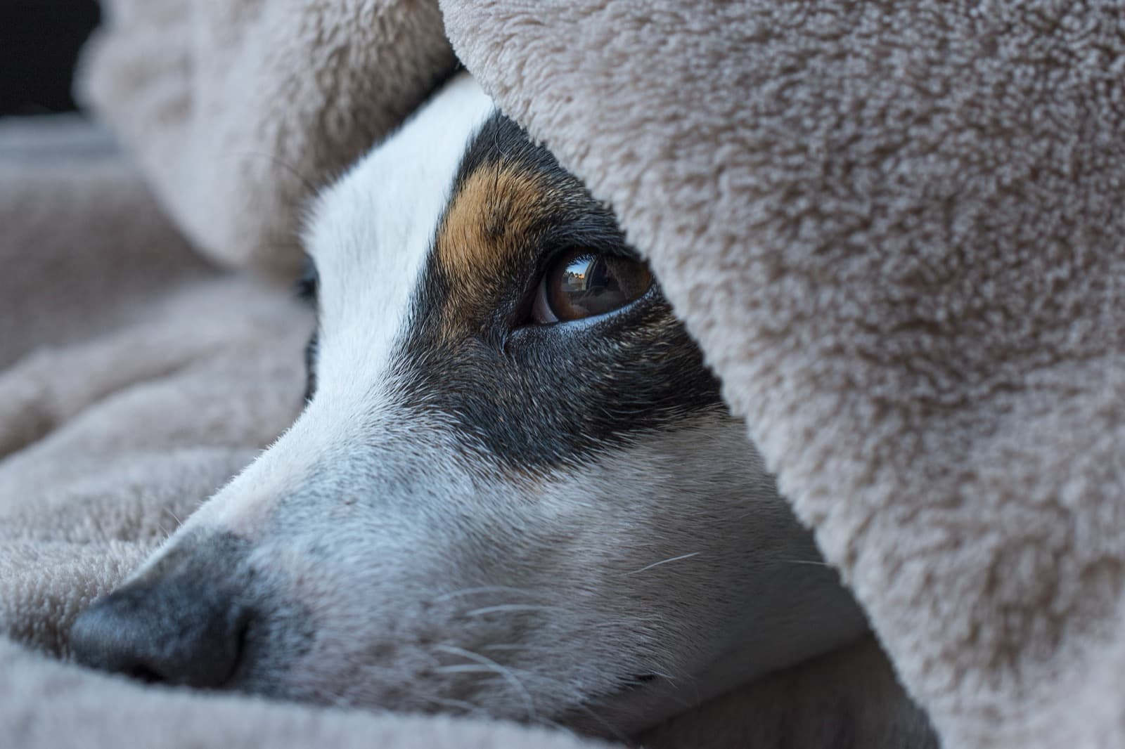 Your Dog Had Diarrhea. Now What?