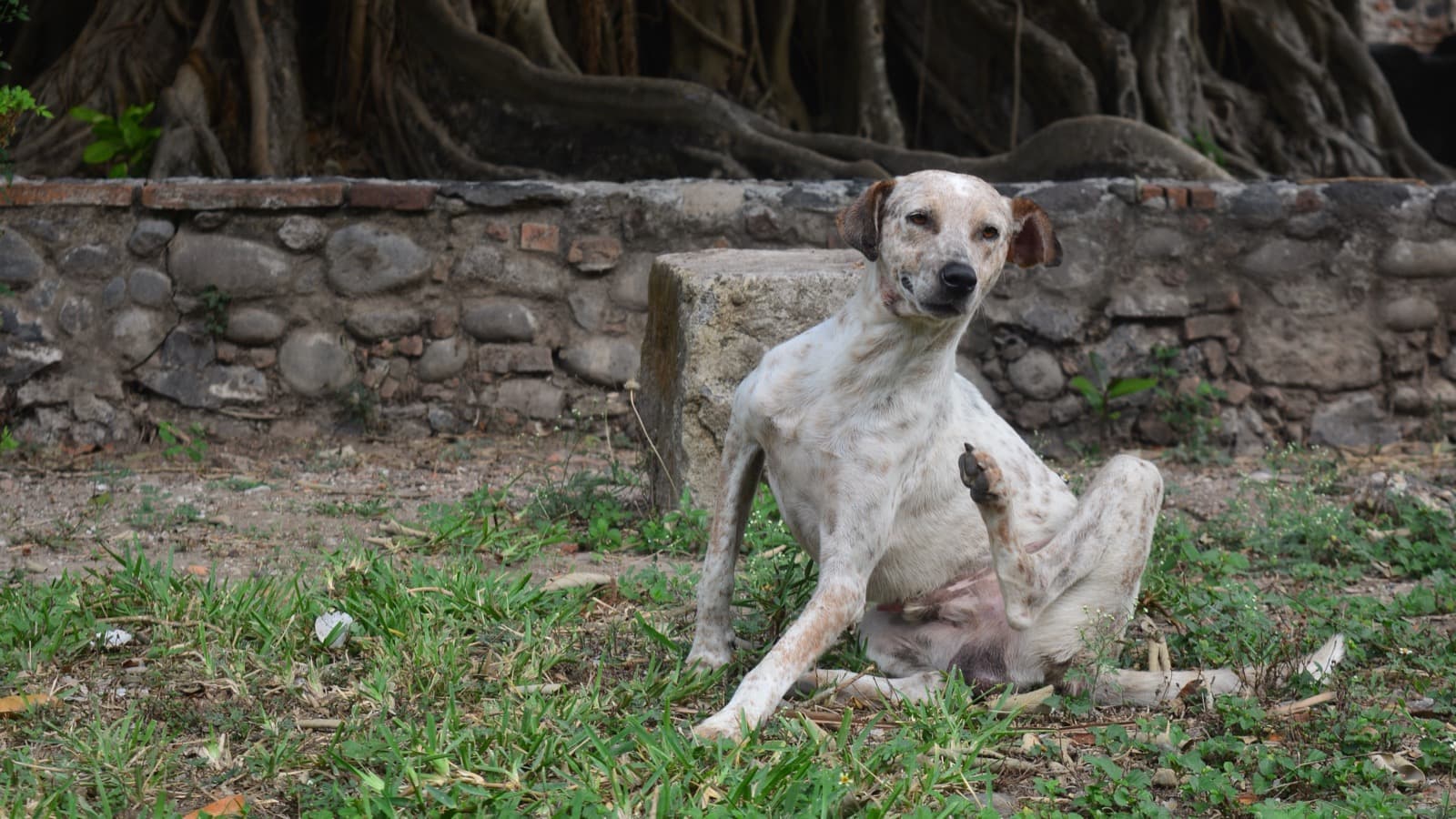 Why Dogs Itch: The 5 Main Causes, Explained